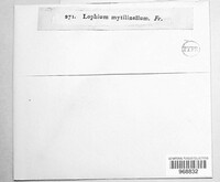 Lophium mytilinellum image